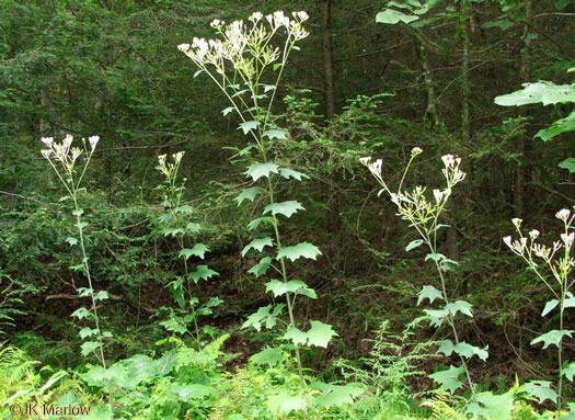 image of Arnoglossum atriplicifolium, Pale Indian-plantain