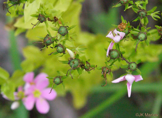 image of Sabatia angularis, Rose-pink, Bitterbloom, Common Marsh-pink, American Centaury