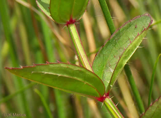 Rhexia virginica, Virginia Meadowbeauty, Wingstem Meadowbeauty, Deergrass