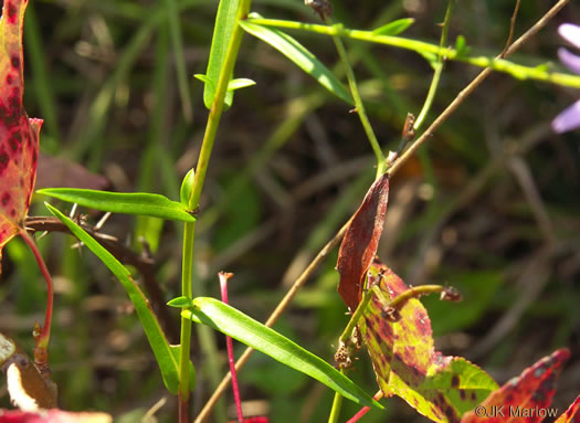 image of Symphyotrichum concinnum, Narrowleaf Smooth Blue Aster, Harmonious Aster