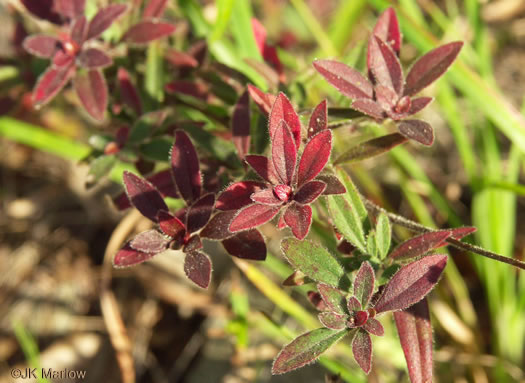 image of Oenothera fruticosa var. fruticosa, Narrowleaf Sundrops