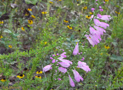 image of Physostegia virginiana ssp. praemorsa, Southern Obedient-plant