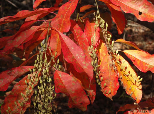 image of Oxydendrum arboreum, Sourwood, Sorrel-tree