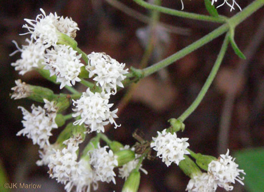 image of Ageratina aromatica, Small-leaved White Snakeroot, Aromatic Snakeroot, Wild-hoarhound, Small White Snakeroot