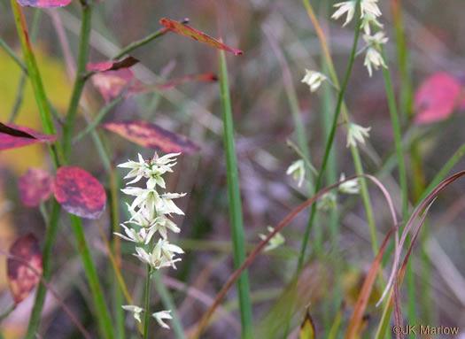 image of Stenanthium gramineum var. gramineum, Featherbells, Eastern Featherbells