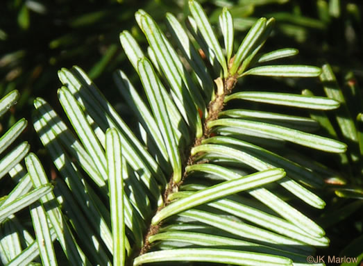 image of Abies fraseri, Fraser Fir, She Balsam, Southern Balsam