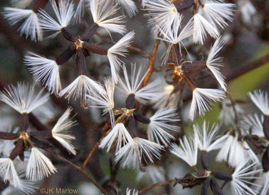 image of Arnoglossum atriplicifolium, Pale Indian-plantain