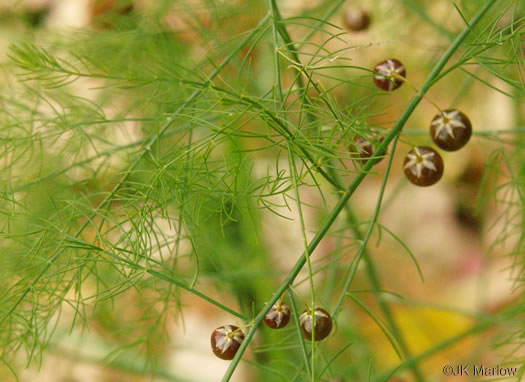 image of Asparagus officinalis, Garden Asparagus, Sparrowgrass