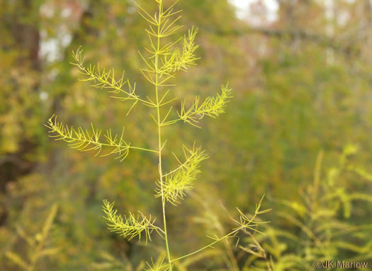 image of Asparagus officinalis, Garden Asparagus, Sparrowgrass