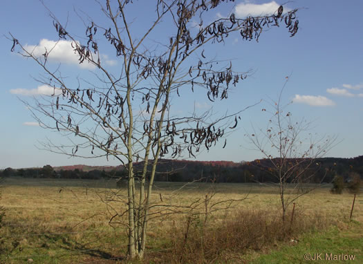 image of Gleditsia triacanthos, Honey Locust