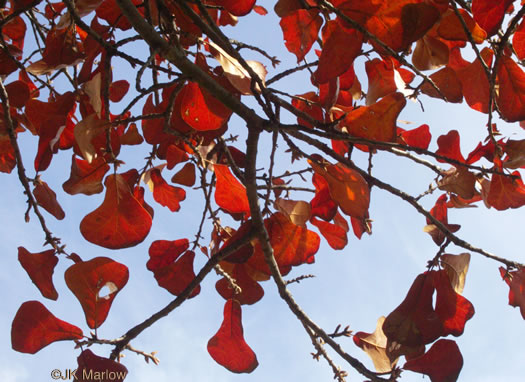 image of Quercus marilandica var. marilandica, Blackjack Oak