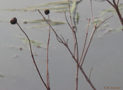 image of Cephalanthus occidentalis, Buttonbush