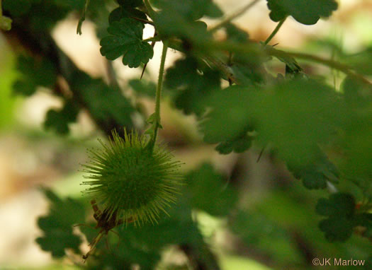 image of Ribes echinellum, Miccosukee Gooseberry, Spiny Gooseberry, Florida Gooseberry