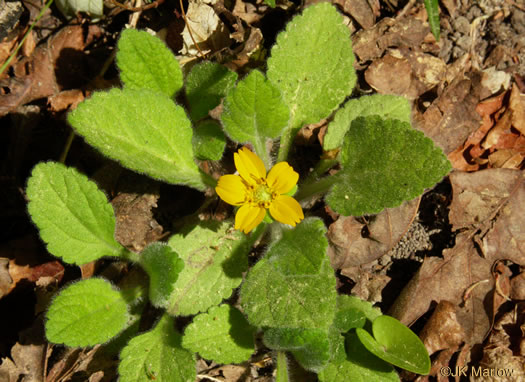 image of Chrysogonum repens, Carolina Green-and-gold