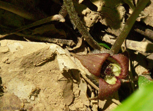 image of Asarum reflexum, Reflexed Wild Ginger