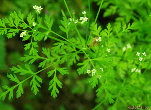 image of Chaerophyllum tainturieri, Southern Chervil, Wild Chervil, Hairyfruit Chervil