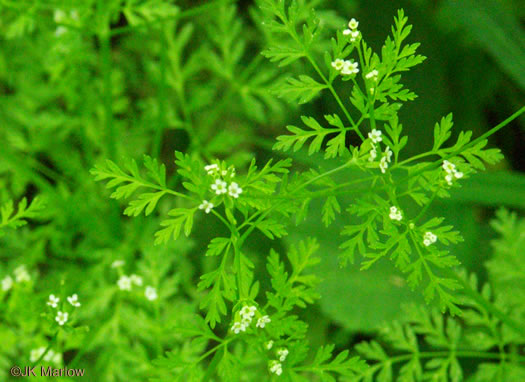 image of Chaerophyllum tainturieri, Southern Chervil, Wild Chervil, Hairyfruit Chervil