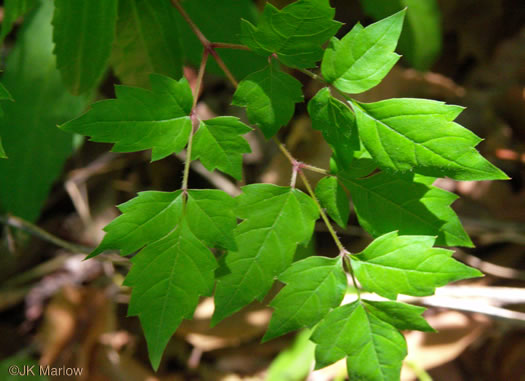 image of Nekemias arborea, Peppervine