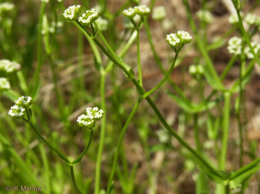 image of Valerianella radiata, Beaked Cornsalad