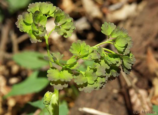 image of Thalictrum dioicum, Early Meadowrue