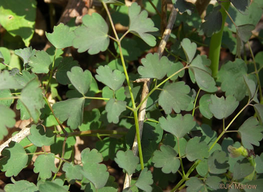 image of Thalictrum dioicum, Early Meadowrue