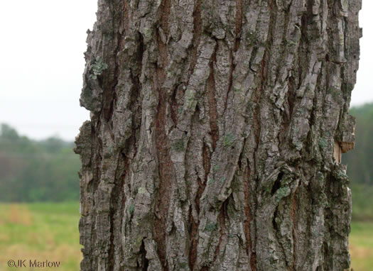 image of Ulmus alata, Winged Elm