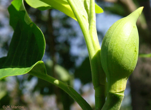 image of Magnolia macrophylla, Bigleaf Magnolia, Large-leaved Magnolia, Umbrella Tree