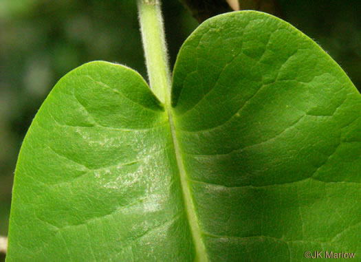 Magnolia macrophylla, Bigleaf Magnolia, Large-leaved Magnolia, Umbrella Tree