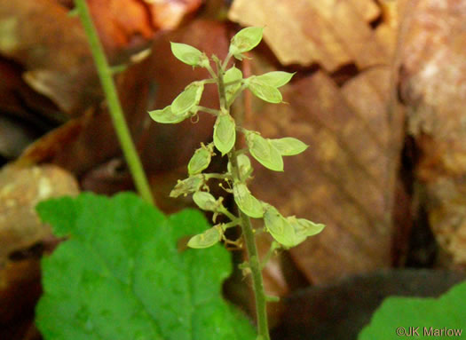 Tiarella cordifolia, Piedmont Foamflower, Heartleaf Foamflower