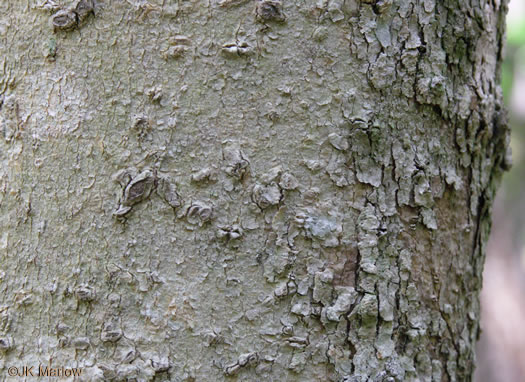 image of Magnolia macrophylla, Bigleaf Magnolia, Large-leaved Magnolia, Umbrella Tree