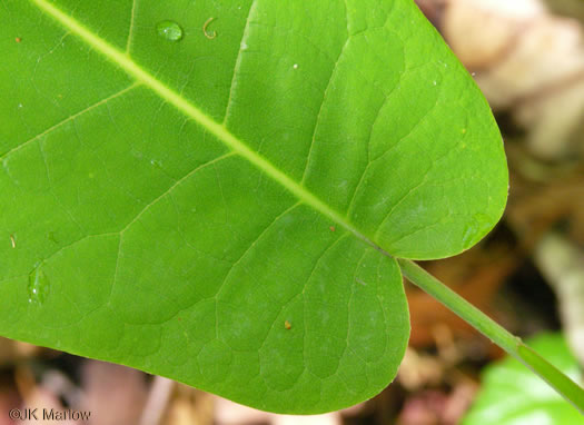 Big-leaf or cowcumber magnolia, Magnolia macrophylla