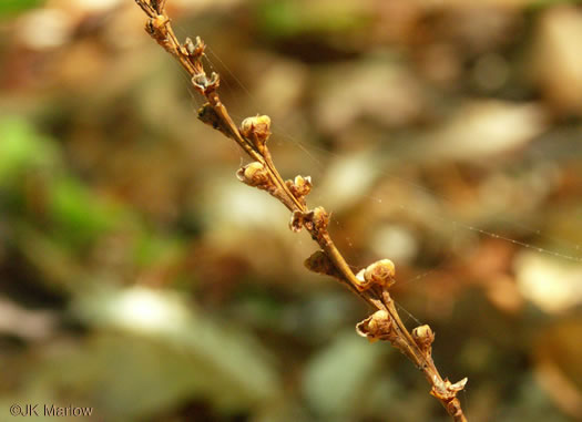 image of Epifagus virginiana, Beechdrops