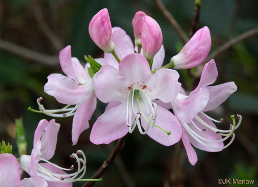 image of Rhododendron vaseyi, Pinkshell Azalea