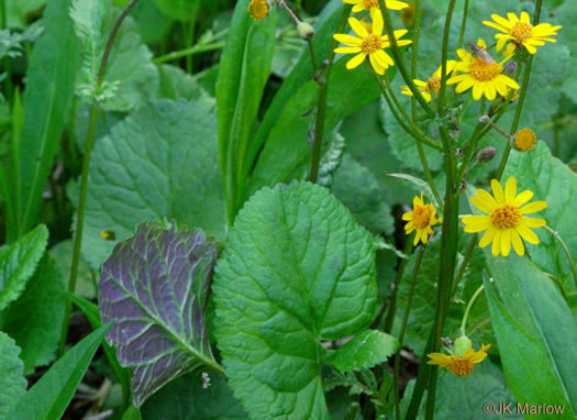 image of Packera aurea, Golden Ragwort, Heartleaf Ragwort, Golden Groundsel