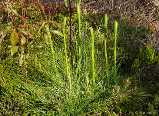 image of Xerophyllum asphodeloides, Eastern Turkeybeard, Beargrass, Mountain-asphodel