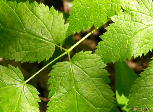 image of Astilbe biternata, Appalachian False Goatsbeard, Appalachian Astilbe