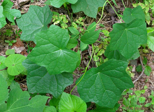 image of Menispermum canadense, Moonseed, Yellow Parilla