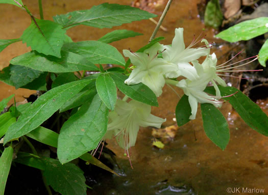 image of Rhododendron eastmanii, May White Azalea, Eastman's Azalea