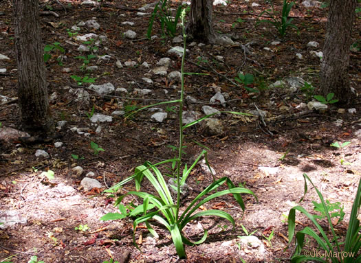 Melanthium virginicum, Virginia Bunchflower, Bog Bunchflower