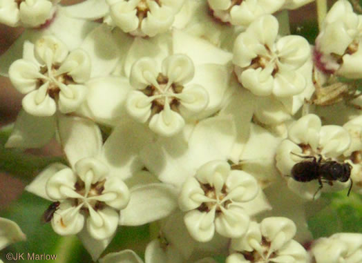 image of Asclepias variegata, White Milkweed, Redring Milkweed, Variegated Milkweed