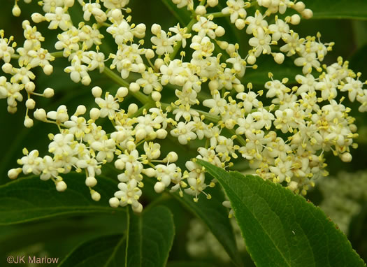 image of Sambucus canadensis, Common Elderberry, American Elder