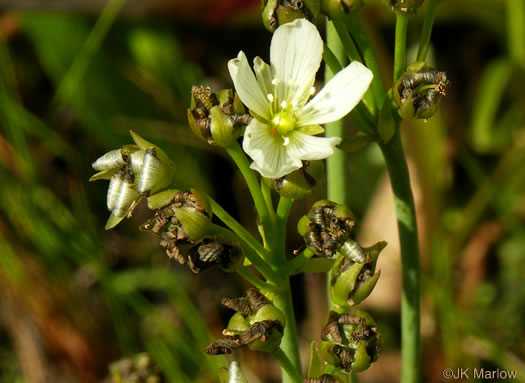 image of Dionaea muscipula, Venus Flytrap, Meadow Clam, Tippitiwitchet