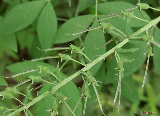 Thermopsis fraxinifolia, Ashleaf Golden-banner