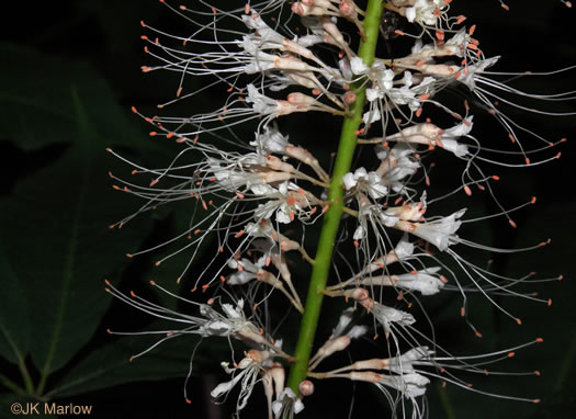 image of Aesculus parviflora, Bottlebrush Buckeye