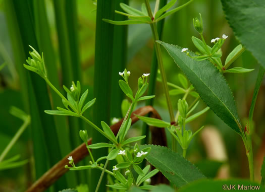 image of Galium aparine, Cleavers, Bedstraw