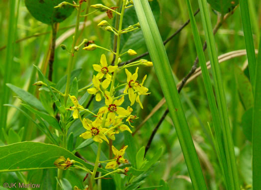 image of Lysimachia terrestris, Swamp Candles, Bog-candles, Bog Loosestrife