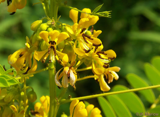 image of Senna hebecarpa, Northern Wild Senna