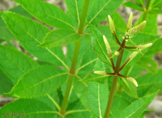 image of Veronicastrum virginicum, Culver's-root, Culver's-physic