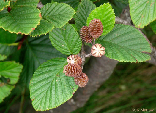 image of Alnus crispa, Green Alder, Mountain Alder