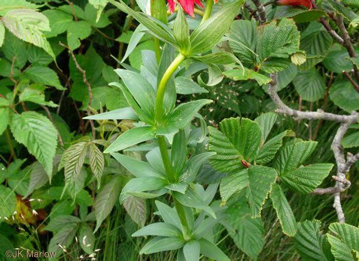 image of Lilium grayi, Gray's Lily, Roan Lily